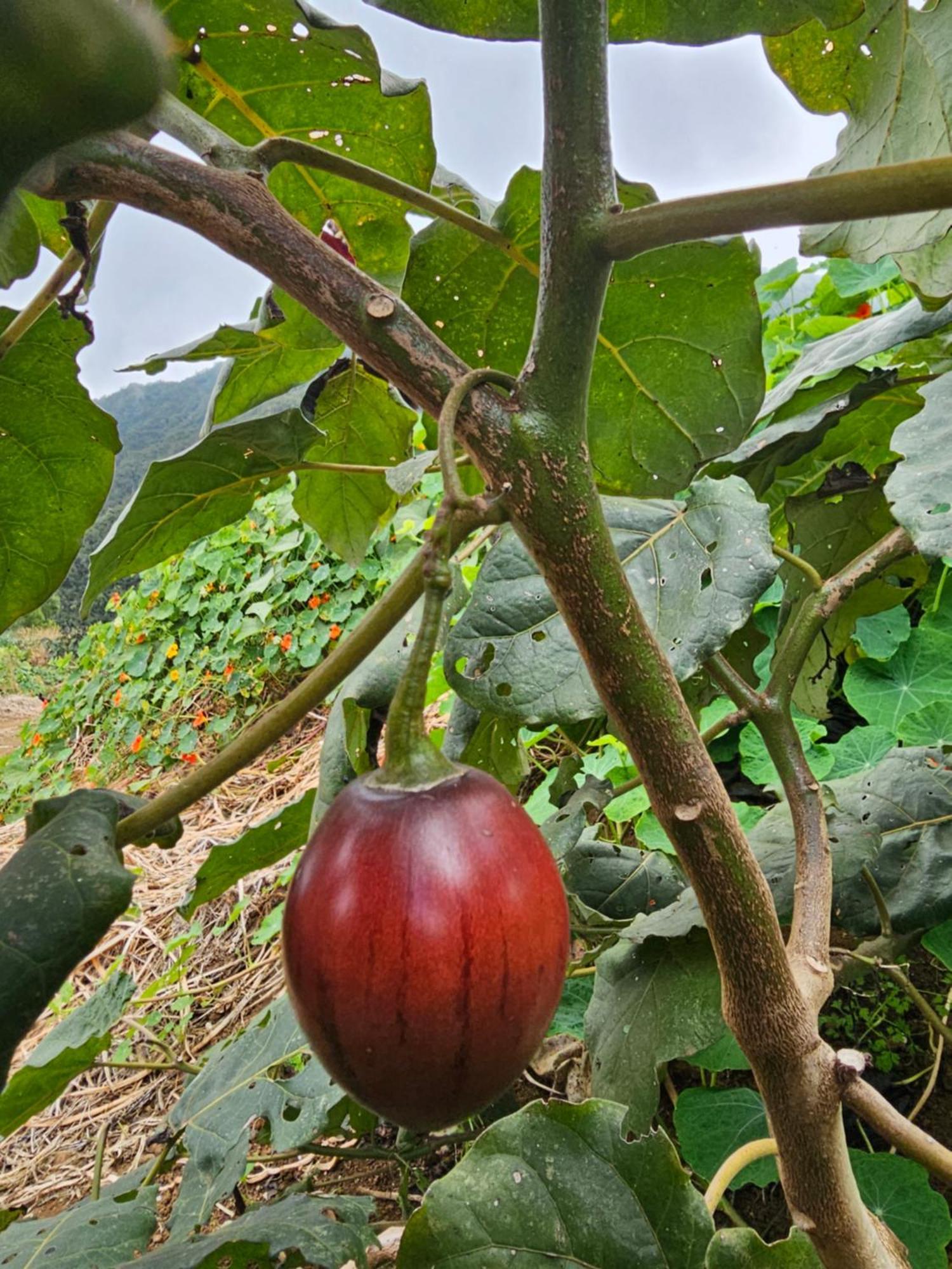 Au Coeur Des Plantations ξενώνας La Possession Εξωτερικό φωτογραφία