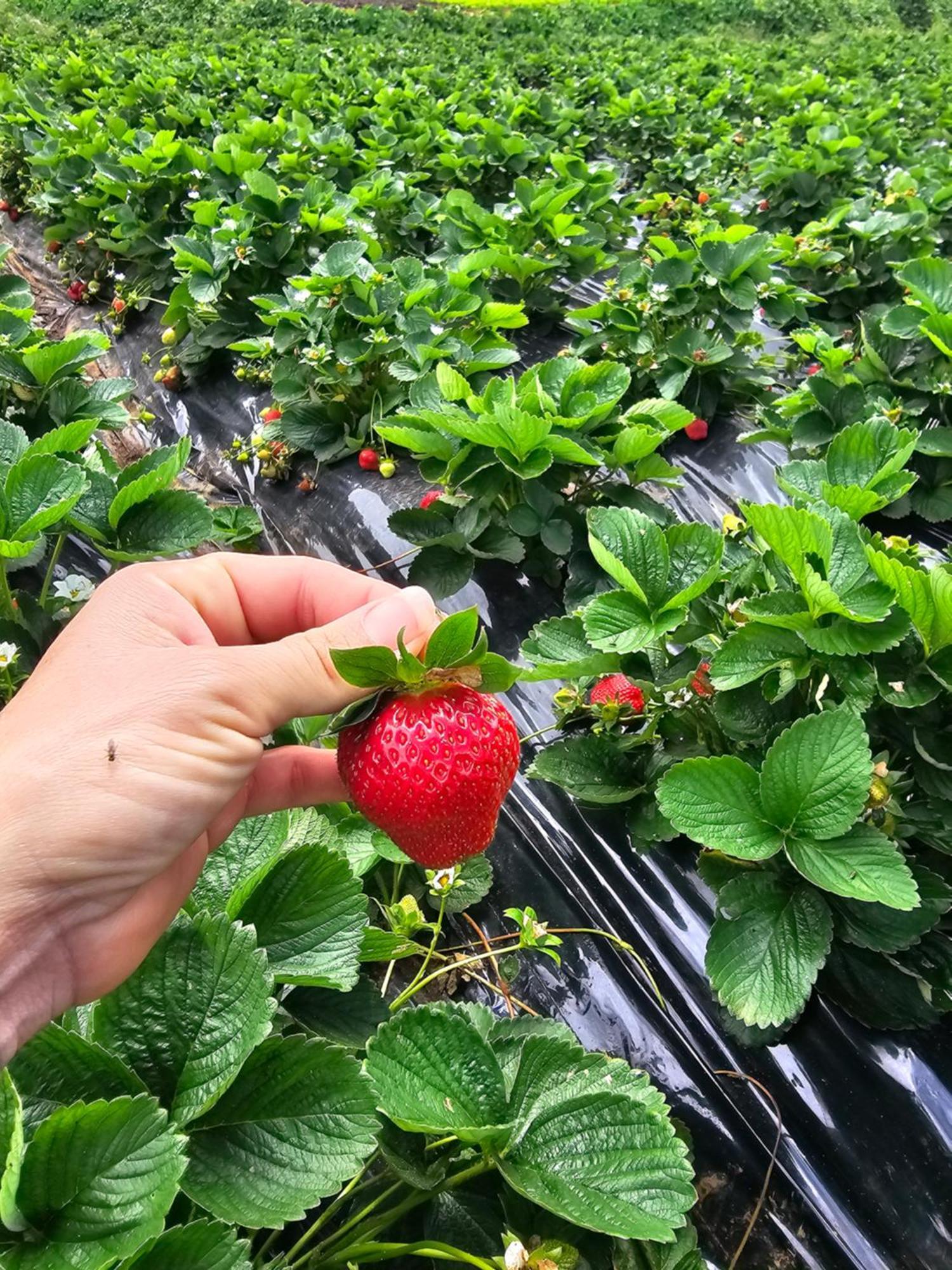 Au Coeur Des Plantations ξενώνας La Possession Εξωτερικό φωτογραφία
